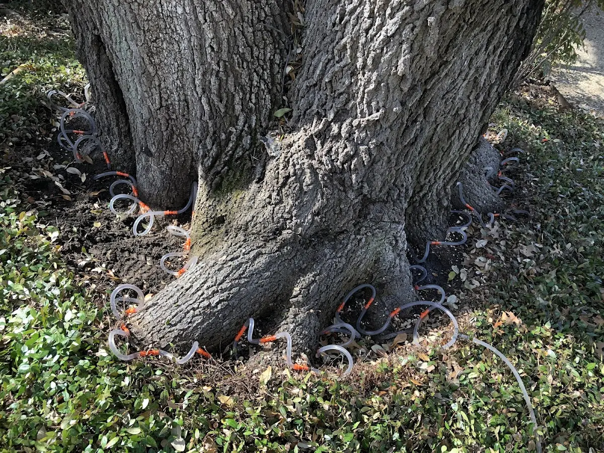 Detailed Tree Cabling and Bracing job site in Leming