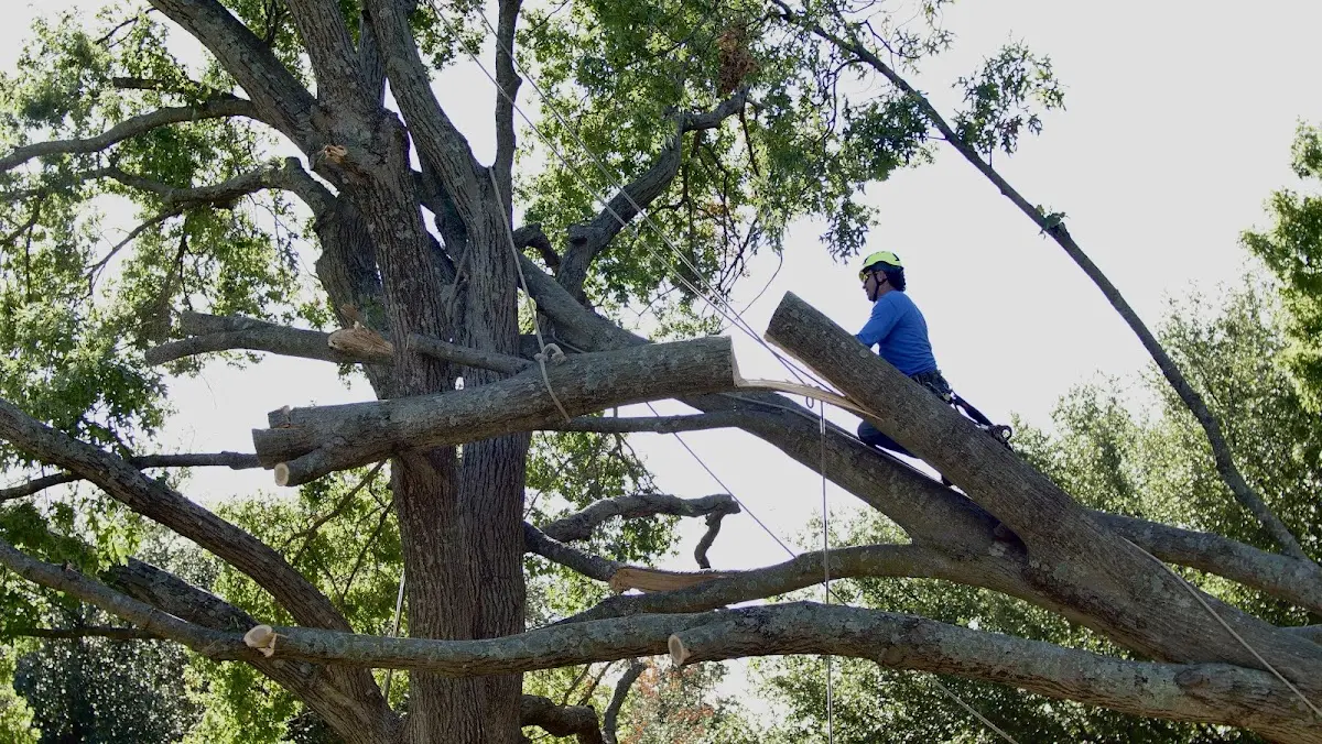Professional Crown Thinning performed by certified arborists in Leming