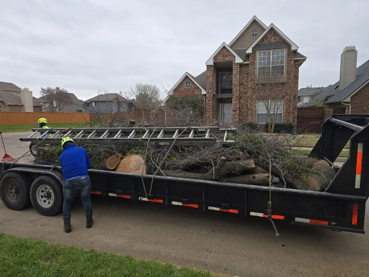 Expert Tree Removal with proper safety equipment in Leming